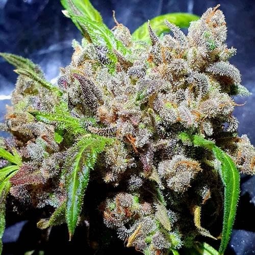 Image 2 of Red Hot Junky cannabis by Holy Smoke Seeds – Motivational – Female seeds – 12/12 Photoperiod – Seed City