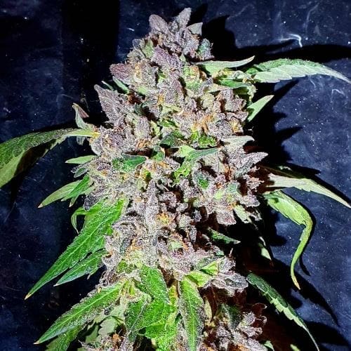 Red Hot Junky cannabis seeds – Female seeds – 12/12 Photoperiod – Indoor-friendly – image 3 from Seed City