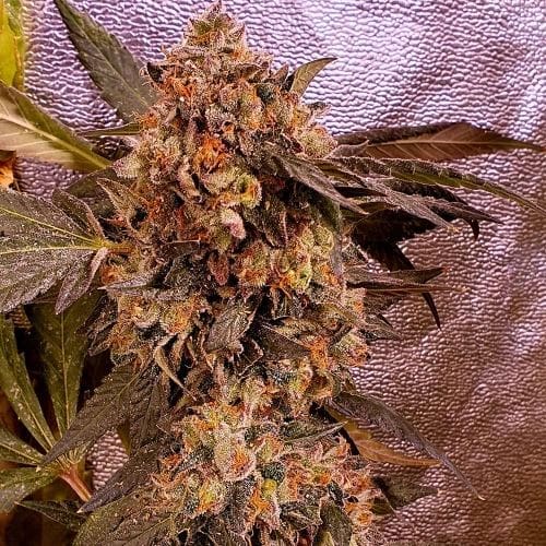Image 3 of DnB cannabis by Holy Smoke Seeds – Female seeds – 12/12 Photoperiod – Gassy – Seed City