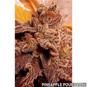 Pink Pineapple Kush cannabis seeds – 12/12 Photoperiod – Outdoor – Excellent harvest potential – image 4 from Seed City