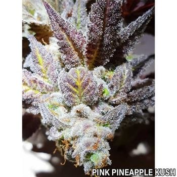 Pink Pineapple Kush cannabis seeds – Guaranteed female plants – Outdoor – 12/12 Photoperiod – image 5 from Seed City