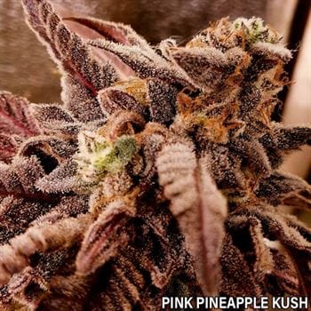 Pink Pineapple Kush by Holy Smoke Seeds – Guaranteed female plants – Outdoor – 12/12 Photoperiod – image 7 – Seed City