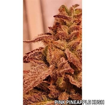 Pink Pineapple Kush by Holy Smoke Seeds – 12/12 Photoperiod – Guaranteed female plants – Outdoor – image 8 – Seed City