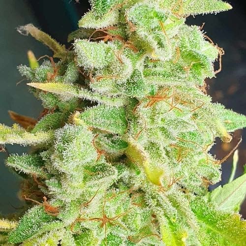Yoda Junky cannabis seeds – Female seeds – Relaxing – Suited for indoor growing – image 2 from Seed City