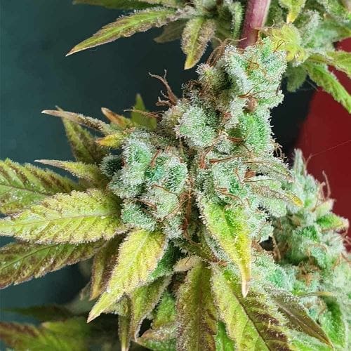 Yoda Junky cannabis seeds – Indica-heavy – Female seeds – Relaxing – image 3 from Seed City