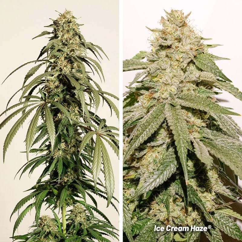 Image 2 of Ice Cream Haze cannabis by Dutch Passion Seeds – Body Stone – Regular – Mostly Sativa – Seed City