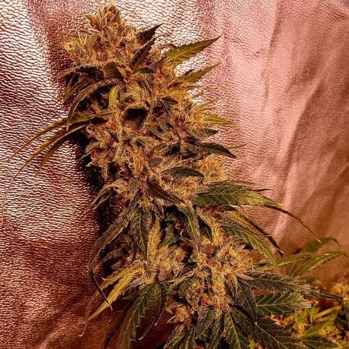 II Gucci by Holy Smoke Seeds – Suited for indoor growing – 50% Indica/50% Sativa – Cerebral – image 2 – Seed City
