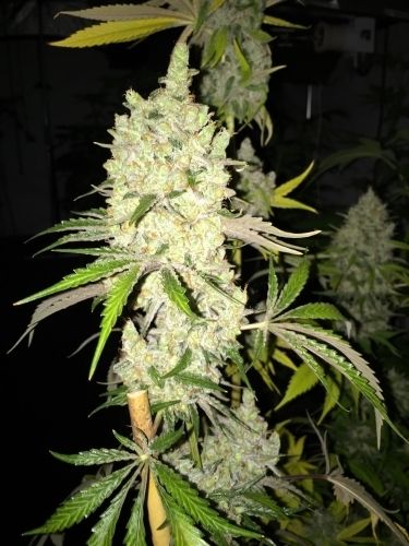 showing Mostly Sativa – 12/12 Photoperiod – Fruity – image 4 – Seed City