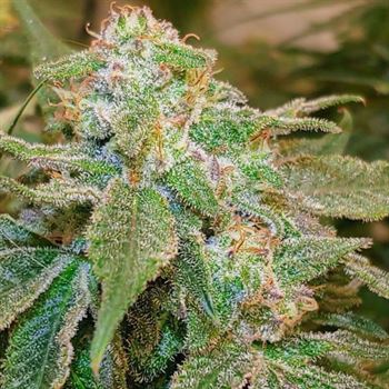 Island G cannabis seeds – Grape – Sativa Dominant – Good for outdoor grow – image 2 from Seed City