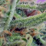 Jack 47 from Sweet Seeds