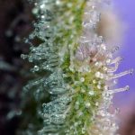 showing 12/12 Photoperiod – Incense – Feminized – image 2 – Seed City