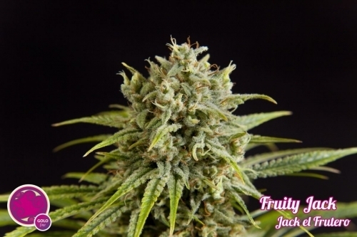 showing Sativa Dominant – 12/12 Photoperiod – Euphoric – image 5 – Seed City