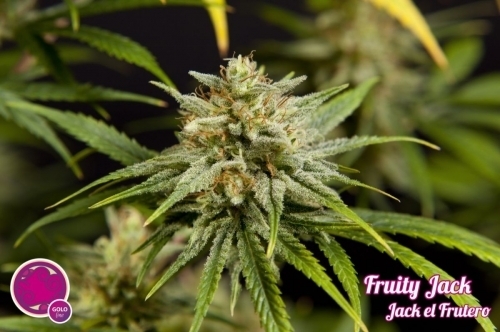 Jack El Frutero from Philosopher Seeds
