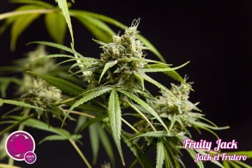 Euphoric – High CBD – Guaranteed female plants – Jack El Frutero strain – image 4 – from Philosopher Seeds via Seed City