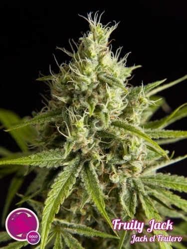 Jack El Frutero by Philosopher Seeds – High CBD – 12/12 Photoperiod – Citrus – image 3 – Seed City