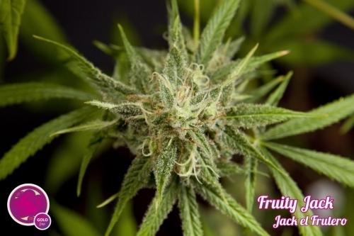 Jack El Frutero by Philosopher Seeds – High CBD – Guaranteed female plants – 12/12 Photoperiod – image 2 – Seed City
