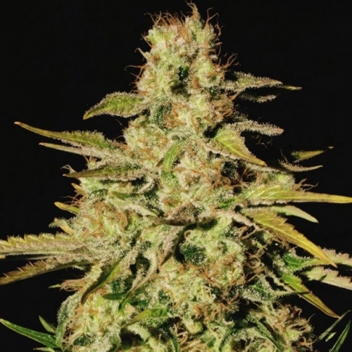 showing Feminized – Middle of October – Sativa Dominant – image 1 – Seed City
