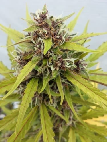 Image 2 of Purple Ryder cannabis by Joint Doctor Seeds – Auto-Flowering – Female seeds – Outdoor – Seed City