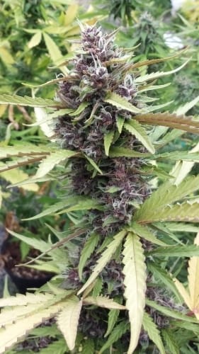 Purple Ryder cannabis seeds – Relaxing – Floral – Outdoor – image 3 from Seed City