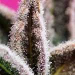 Jealousy Z XL Auto from Sweet Seeds