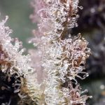 showing Super Strength – Sativa Dominant – Outdoor – image 1 – Seed City