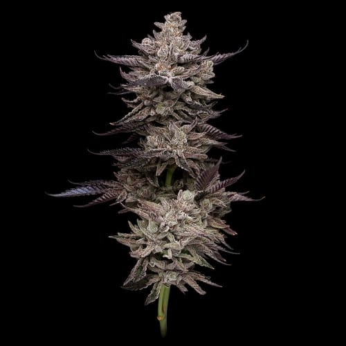 Jet Puft cannabis seeds – 50% Indica/50% Sativa – 12/12 Photoperiod – Female seeds – image 2 from Seed City