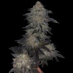 showing Sweet – 12/12 Photoperiod – Guaranteed female plants – image 1 – Seed City