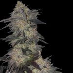 Indoor-friendly – Sweet – Guaranteed female plants – Jetlag strain – image 2 – from The Plug Seedbank via Seed City
