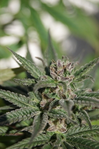 Feminized – Couch Lock – Outdoor – Kali AK strain – image 2 – from Original Sensible Seeds via Seed City