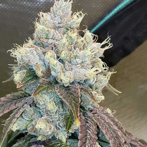 Hayabusa OG from Karma Genetics