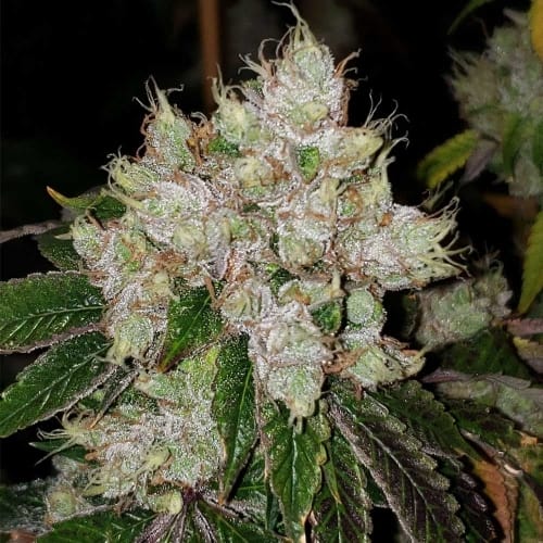 showing Indoor – Regular – Piney – image 2 – Seed City