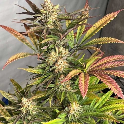 showing 50% Indica/50% Sativa – Citrus – 12/12 Photoperiod – image 1 – Seed City