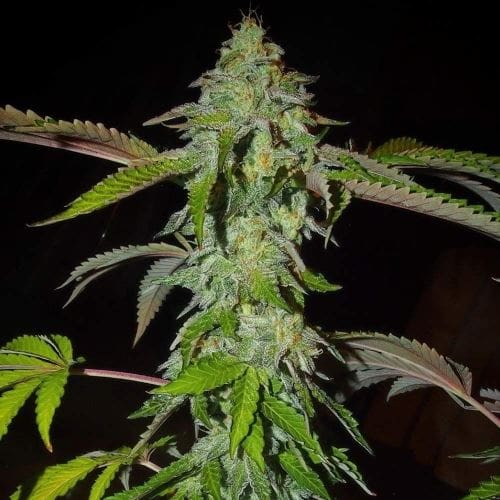 Pink Paletas by Karma Genetics – Suited for indoor growing – Feminized – 12/12 Photoperiod – image 3 – Seed City