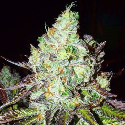 Pink Paletas cannabis seeds – Feminized – 50% Indica/50% Sativa – 12/12 Photoperiod – image 5 from Seed City