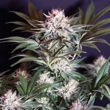 showing Gassy – Outdoor – 50% Indica/50% Sativa – image 1 – Seed City