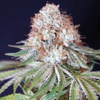 Rocky Melon by Karma Genetics – 50% Indica/50% Sativa – Gassy – Resistant to Mould – image 2 – Seed City