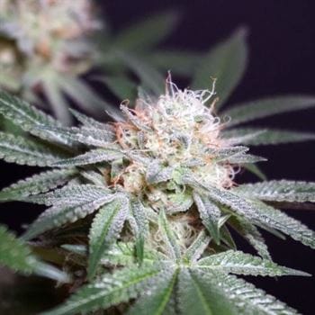 Rocky Melon cannabis seeds – 50% Indica/50% Sativa – Guaranteed female plants – Outdoor – image 4 from Seed City