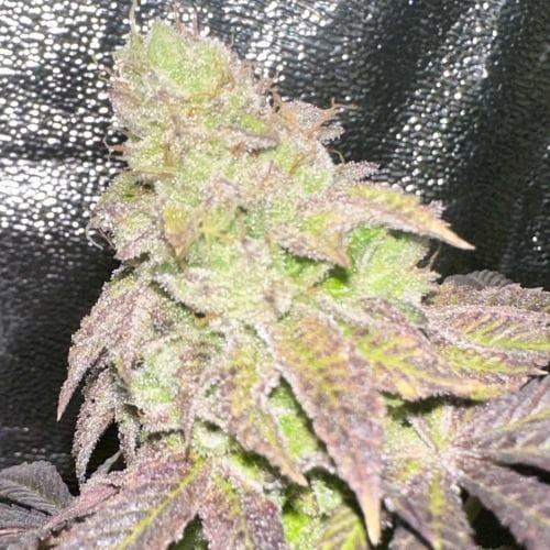 showing Regular – Outdoor – 50% Indica/50% Sativa – image 1 – Seed City