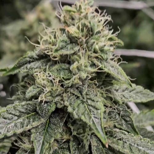 Image 2 of Sweatband OG cannabis by Karma Genetics – Good for outdoor grow – 12/12 Photoperiod – Regular – Seed City
