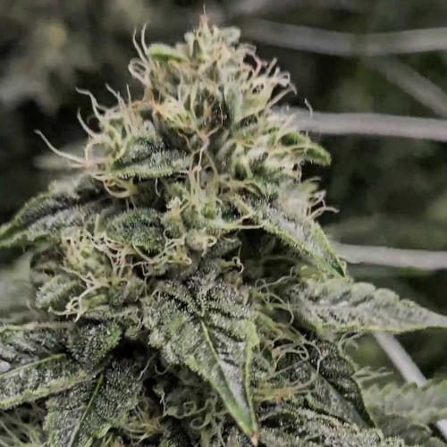 Image 3 of Sweatband OG cannabis by Karma Genetics – 12/12 Photoperiod – Regular – Good for outdoor grow – Seed City