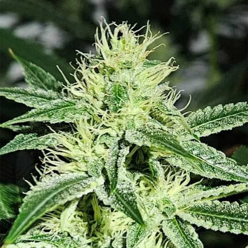Sweatband OG by Karma Genetics – Good for outdoor grow – 12/12 Photoperiod – Regular – image 4 – Seed City