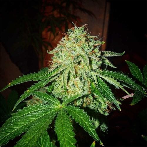ZiZi Banana by Karma Genetics – Good for outdoor grow – Regular – 12/12 Photoperiod – image 2 – Seed City