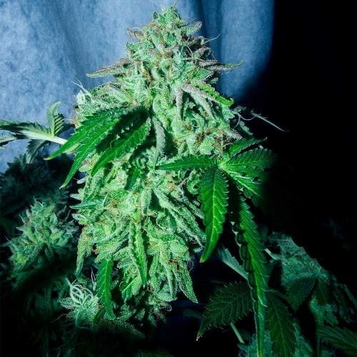 12/12 Photoperiod – Regular – 50% Indica/50% Sativa – ZiZi Banana strain – image 3 – from Karma Genetics via Seed City