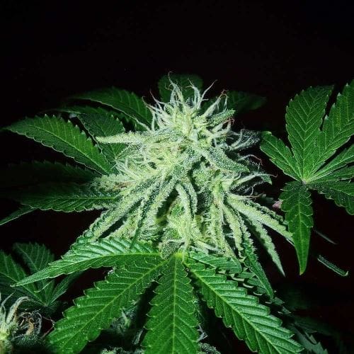 ZiZi Banana from Karma Genetics