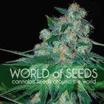 Ketama cannabis seeds – Woodsy – Indica – Greenhouse – image 2 from Seed City