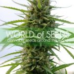 Kilimanjaro by World of Seeds – Cerebral – 12/12 Photoperiod – Regular – image 2 – Seed City