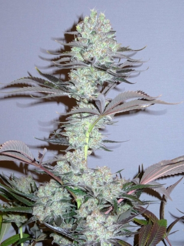 Killer Glue cannabis seeds – 12/12 Photoperiod – Indoor-friendly – Guaranteed female plants – image 3 from Seed City