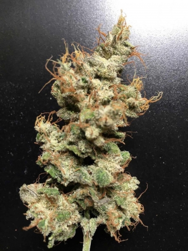 Killer Glue from Little Chief Collabs