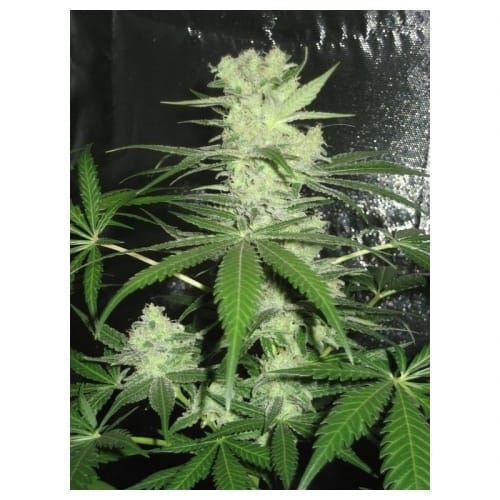 King Kong cannabis seeds – Female seeds – 12/12 Photoperiod – 50% Indica/50% Sativa – image 2 from Seed City