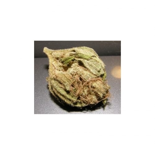 Beginning of October – 50% Indica/50% Sativa – Skunky – King Kong strain – image 3 – from Dr Underground via Seed City